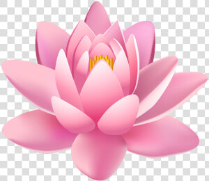 Lily Clipart Pink Lily   Transparent Background Lotus Flower Png  Png Download