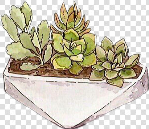  freetoedit  cactus  succulent  tumblr   Cartoon  HD Png Download