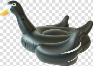 Sunfloats Inflatable Black Swan Pool Floats   Inflatable  HD Png Download