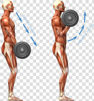 Eccentric Training Image   Muscular System Working Out  HD Png Download