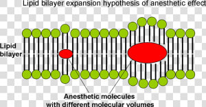 Lipid Bilayer Expansion Hypothesis Of Anesthetic Effect   Hypothesis  HD Png Download