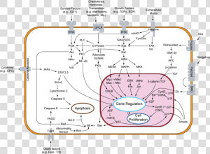 Signal Transduction V1   Overview Of Signal Transduction Pathways Involved In  HD Png Download