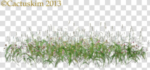 Here Is A Png Of Some Wildflowers grass Etc On Transparent   Tall Grass Flower Png  Png Download