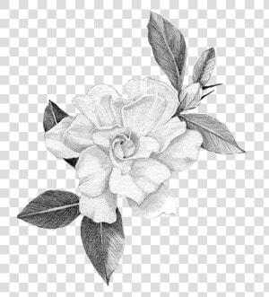 Hand crafted Art Of The Gardenia   Rosa Glauca  HD Png Download