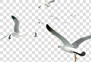 Transparent Flying Owl Clipart Black And White   White Birds Flying Png  Png Download