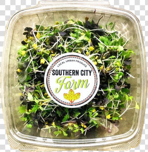 Boxed Sprouts Southerncityfarm  HD Png Download