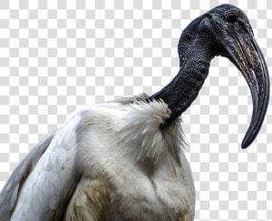 Ibis Bird Png Transparent  Png Download