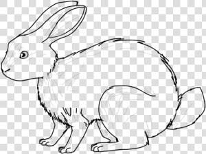 Hare Drawing Huge Freebie Download For Powerpoint   Domestic Rabbit  HD Png Download