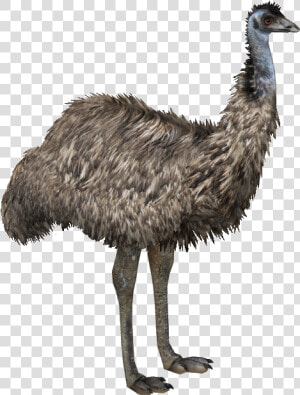 Clip Art Emu Png   Emu Png  Transparent Png