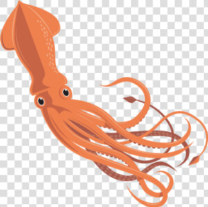 Squid Vector   Moluscos Con Concha Interna  HD Png Download