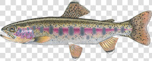 Salmon Cutthroat Trout Confluence Fly Shop Fall River   Rainbow Trout  HD Png Download