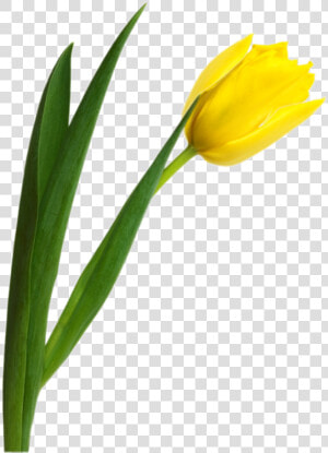 Tulip Png Image   Yellow Tulip Png  Transparent Png