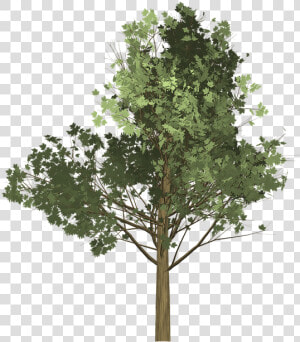 Tree Illustration Png   Drzewo Png  Transparent Png