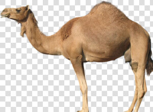 Guess The Animal Camel   Png Download   Customized Applications For Mobile Networks Enhanced  Transparent Png