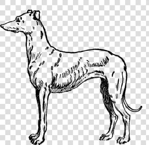 Whippet Italian Greyhound Galgo Espaxf1ol Dog Breed   Greyhound  HD Png Download