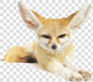 Fennec Fox Png Pic   Fennec Fox Png  Transparent Png