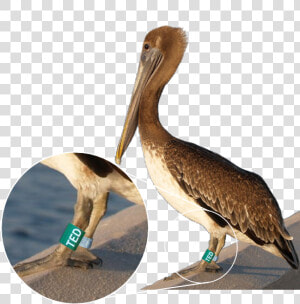 Banded Pelican  HD Png Download