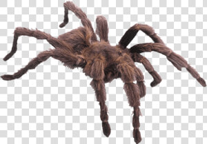 Hairy Brown Spider   Minibeast Has Six Legs  HD Png Download