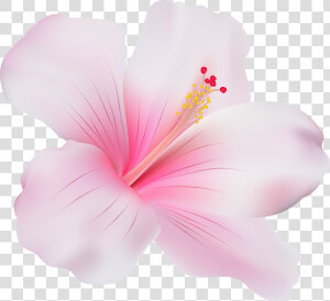 Pink Hibiscus Png Clip Art   Pink Hibiscus Flower Png  Transparent Png