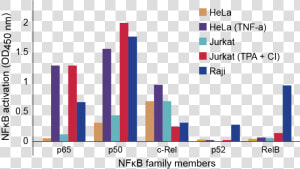 Nfkb Family Profiling Of Dna Binding Activation In   Jurkat Tnf  HD Png Download