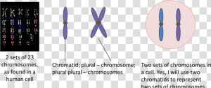 Clip Art Genetics Viirulentscience Two Sets   Chromosomes  HD Png Download