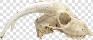 Animal Skulls Skeleton Bone   Dead Animal Skeleton Png  Transparent Png