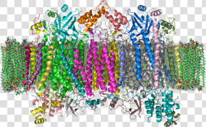 Cytochrome C Oxidase 1occ In Membrane 2  HD Png Download