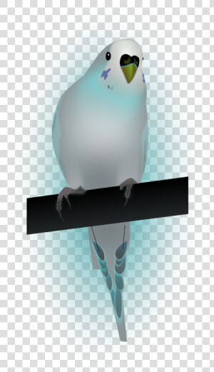 Bird dove dove Of Peace peace   Papużka Falista Png  Transparent Png