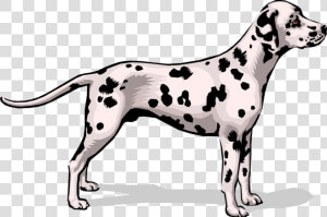 Vector Illustration Of Spotted Dalmatian Dog Stands   Dalmatian  HD Png Download