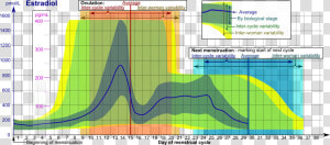 Estradiol During Menstrual Cycle   Cycle Estrogen  HD Png Download