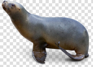 Transparent Sea Lion Png   Sea Lion Png  Png Download