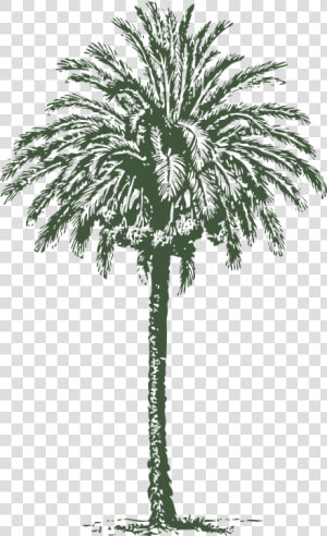 Date  Palm  Tree  Arabian  Date palm  Trunk   Date Palm Tree Diameter  HD Png Download