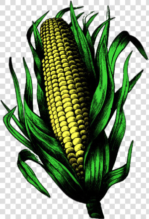  corn  cornonthecob  corncob  earofcorn   Corn Kernels  HD Png Download