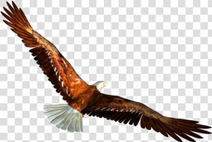 Free Png Download Eagle Png Images Background Png Images   Eagle Transparent  Png Download