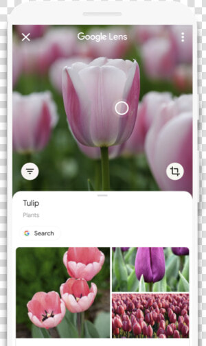 Google Lens For Android Scans Qr Code   Google Pay Scan Flower  HD Png Download