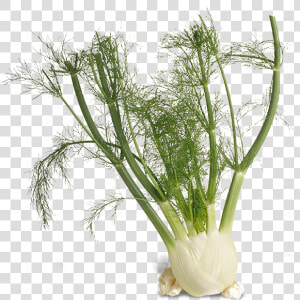 Stock Photo Of Fennel   Fennel Transparent Background  HD Png Download