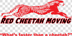 Cheetah Moving Cliparts   Cheetah Clip Art  HD Png Download