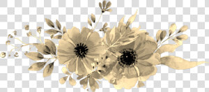  sepia  flowers  aesthetic   African Daisy  HD Png Download