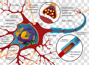 Yawning brain7   Inside A Nerve Cell  HD Png Download