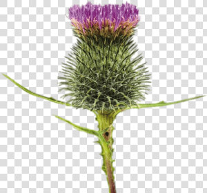 Blossoming Thistle   Transparent Background Spear Thistles Transparent  HD Png Download