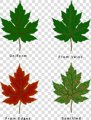 Transparent Veins Texture Png   Different Types Of Leaf Texture  Png Download