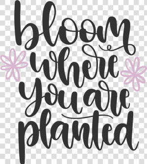 Bloom Where You Are Planted Lettering  HD Png Download