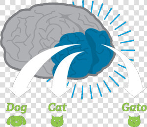 Brains Clipart Language   Kids Bilingual Brain  HD Png Download