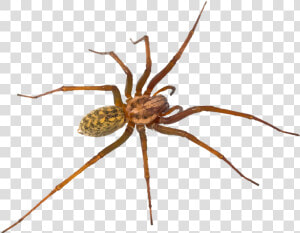 Hr Spiders   Hobo Spider Utah Spiders  HD Png Download