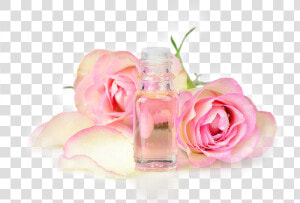 Essential Oils Company   Rose Oil Png  Transparent Png