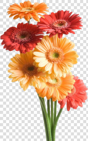 Gerbera Png Transparent Image   Flower Good Night Messages  Png Download