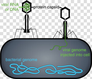 Capsid Vs Capsule Bacteria  HD Png Download