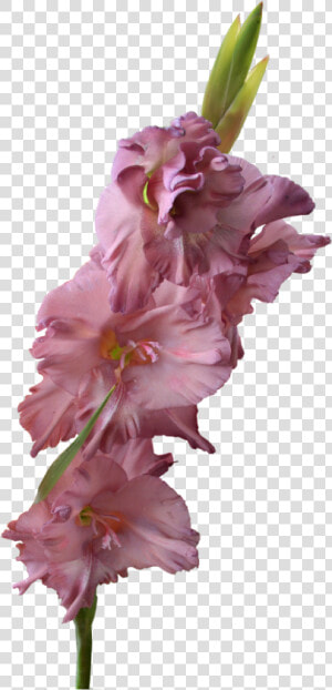  flower  gladiolus  freetoedit   Gladiolus Png  Transparent Png