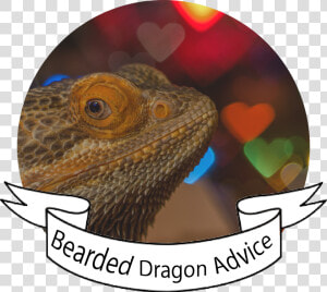 Bearded Dragons  HD Png Download