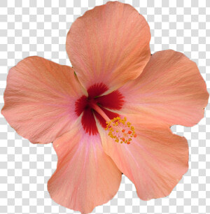 Transparent Hawaiian Flowers Png   Flower Hibiscus Png  Png Download